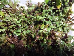 Marchantia emarginata