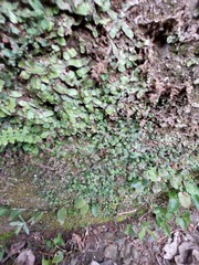 Marchantia emarginata