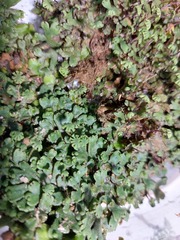 Marchantia emarginata