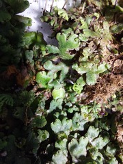 Marchantia emarginata