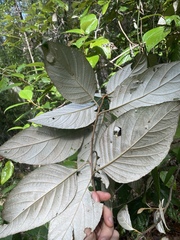 Argophyllum curtum
