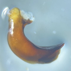 Pterostichus isabellae