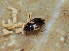 Hydroglyphus geminus