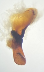 Pterostichus isabellae