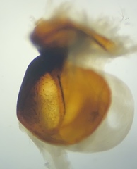 Pterostichus isabellae