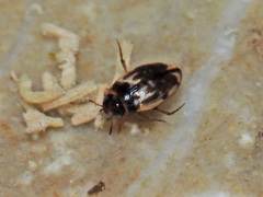 Hydroglyphus geminus