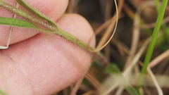 Centranthera cochinchinensis