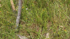 Centranthera cochinchinensis