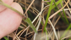 Centranthera cochinchinensis