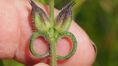 Centranthera cochinchinensis