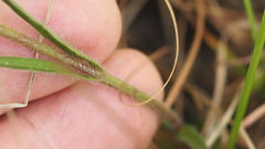 Centranthera cochinchinensis