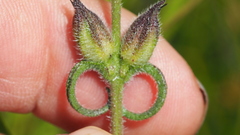 Centranthera cochinchinensis