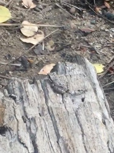 iNaturalist observation photo of Pacific chorus frog
