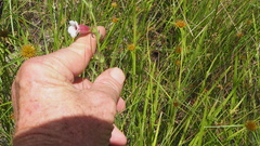 Centranthera cochinchinensis