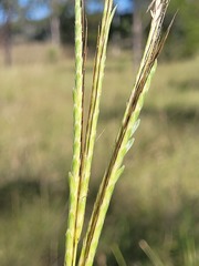 Dichanthium queenslandicum