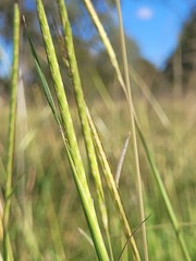 Dichanthium queenslandicum