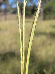 Dichanthium queenslandicum