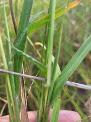 Dichanthium queenslandicum