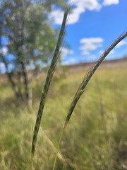 Dichanthium queenslandicum