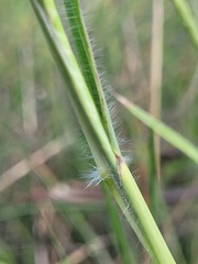 Dichanthium queenslandicum