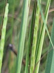 Dichanthium queenslandicum