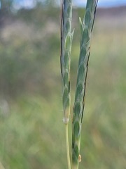 Dichanthium queenslandicum