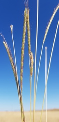 Dichanthium queenslandicum