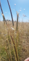 Dichanthium queenslandicum