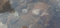 Euchelus asper