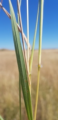 Dichanthium queenslandicum