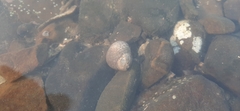 Euchelus asper