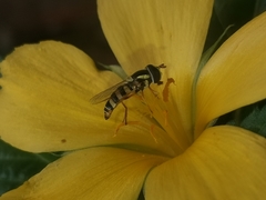 Ischiodon