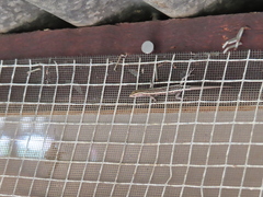 Cryptoblepharus virgatus