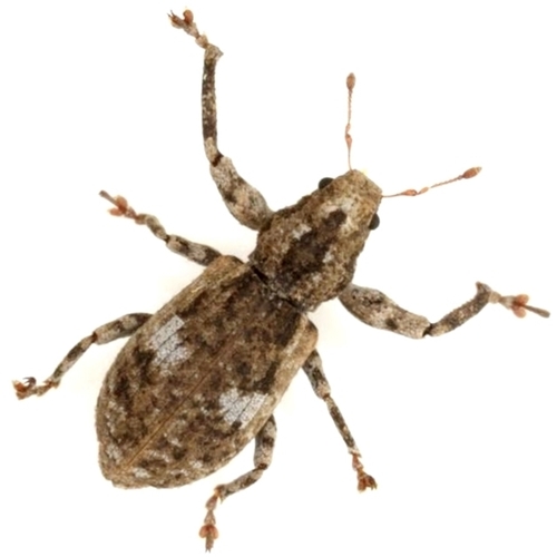 Pandeleteius hilaris (Herbst, 1797)