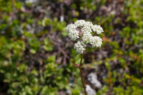 Tilingia ajanensis iNat (1)