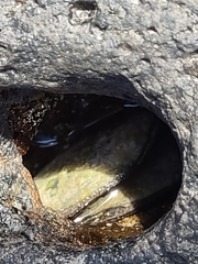 Isognomon californicus