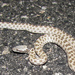 Northern Desert Nightsnake - Photo (c) Global Herper, some rights reserved (CC BY-NC)