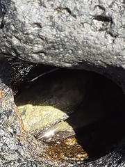 Isognomon californicus
