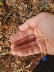 Eurycea chamberlaini