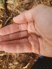 Eurycea chamberlaini