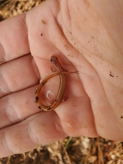 Eurycea chamberlaini