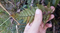 Polystichum oculatum