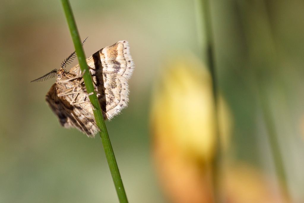 Emmiltis