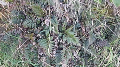 Polystichum oculatum