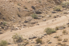 Odocoileus hemionus eremicus