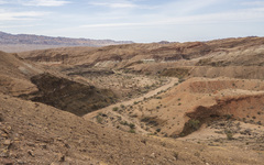 Odocoileus hemionus eremicus