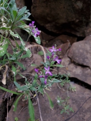 Boechera breweri shastaensis