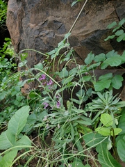 Boechera breweri shastaensis