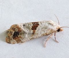 Platphalonidia felix