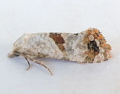 Platphalonidia felix